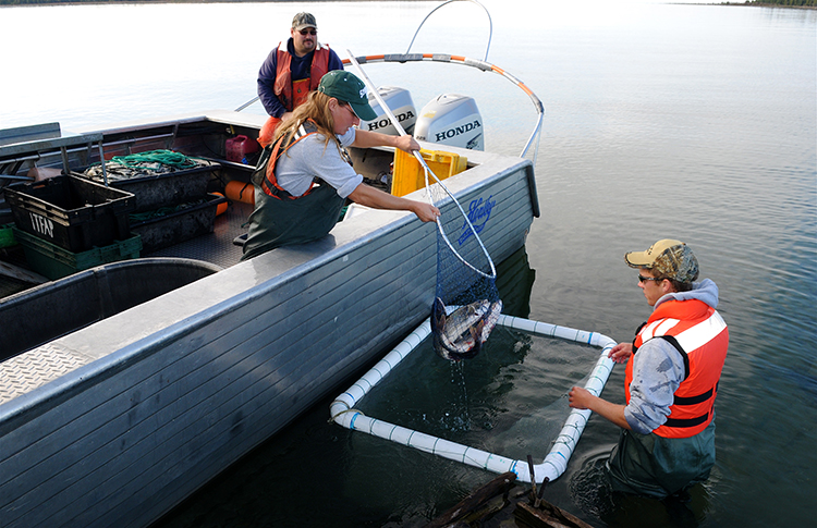 Back half of a boat, a man stands in the water with a large net, a woman is using a smaller net to transfer fish into the boat